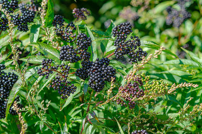 Bunch of black elderberries with green leaves. sunbeams.