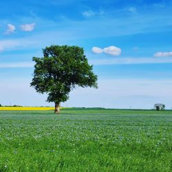 Tree on field against sky