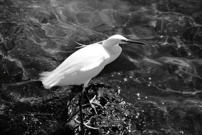 Bird perching on lake