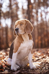Dog looking away in forest