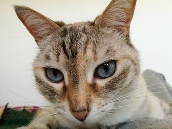 Close-up portrait of a cat