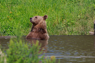 Bear swimming in lake