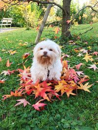 Dog on grass