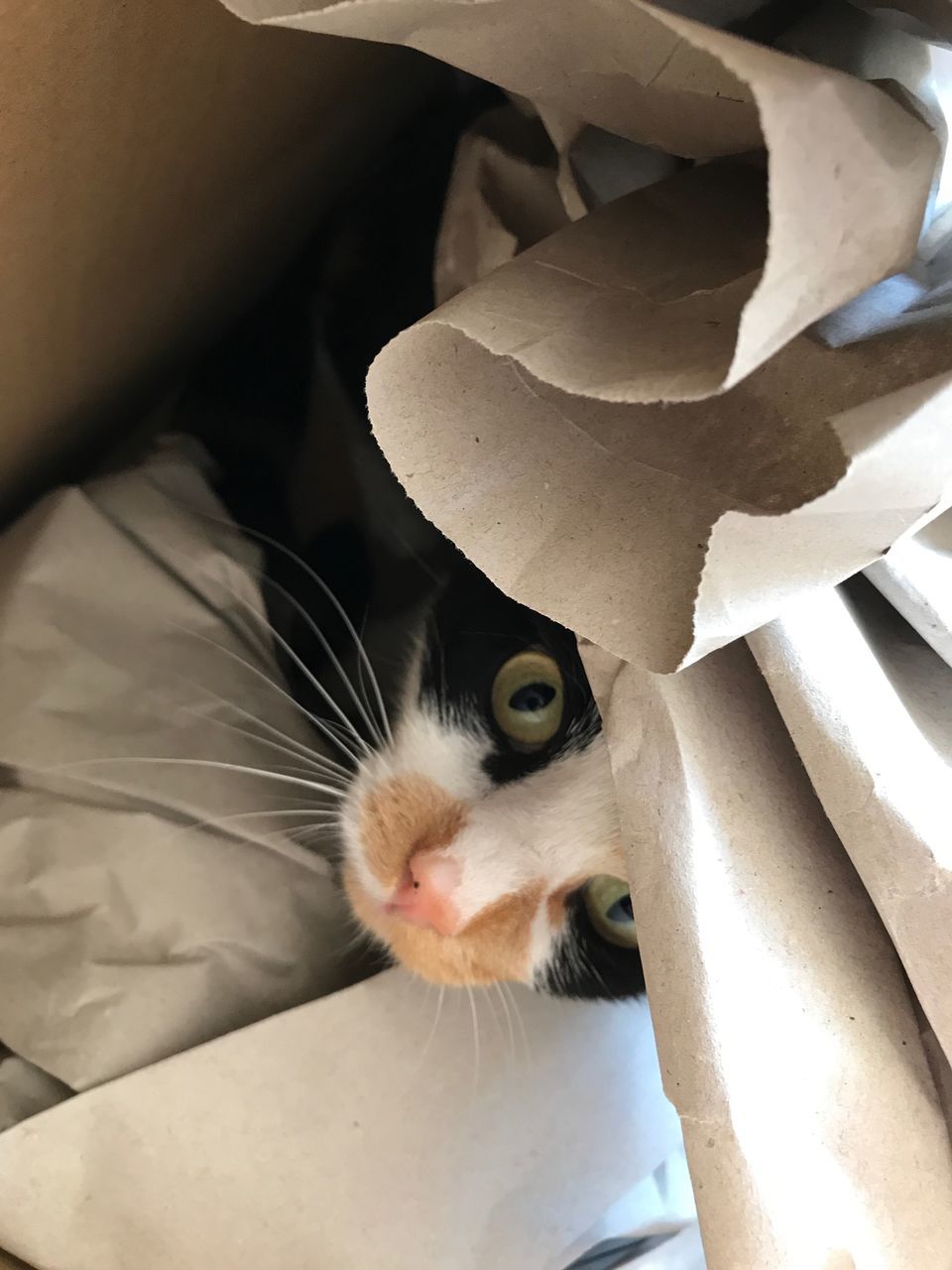 CLOSE-UP PORTRAIT OF CAT BY BED