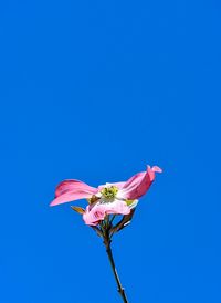 Low angle view of pink flower against blue sky