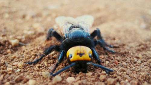 Close-up of ladybug