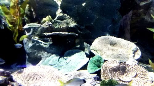 Close-up of pebbles on rocks at aquarium