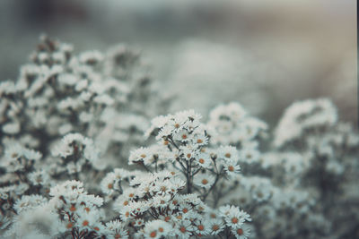 Close-up of white flowering plant