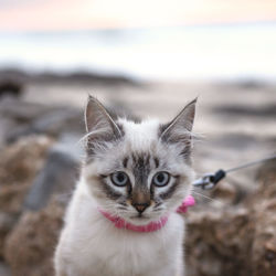 Close-up portrait of a cat