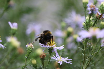 Close-up of bee on flower