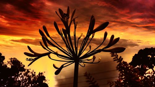 Cactus against sky during sunset