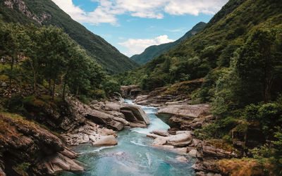 Scenic view of river amidst trees in forest