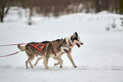 Dog standing on snow covered land