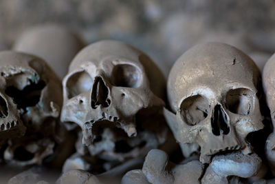 Close-up of human skulls