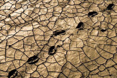 Full frame shot of dry leaf on sand