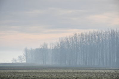 Trees on field against sky