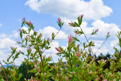 Close-up of flowering plants on field against sky