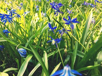 Close-up of purple flowers blooming on field