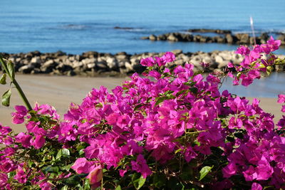 Close-up of pink flowers blooming by sea against sky