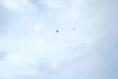 Low angle view of birds flying in sky