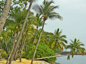 Low angle view of palm trees against sky