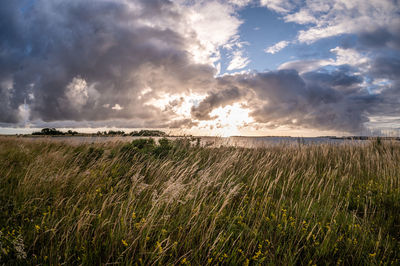 Scenic view of agricultural field against sky