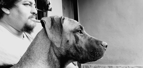 Portrait of dog looking away