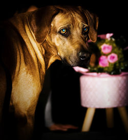 Close-up portrait of a dog