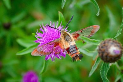 Close-up of bee on flower