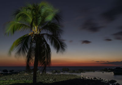 Palm trees at beach against sky during sunset