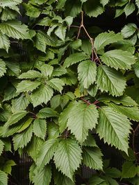 Large green leaves of virginia creeper with violet stem. natural background. wallpaper