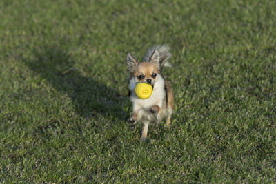 Portrait of a dog running on grass