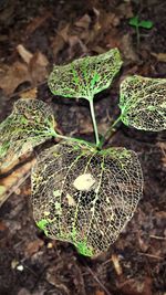 Close-up of plant