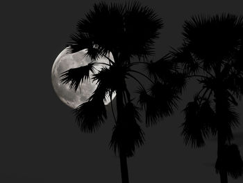 Low angle view of silhouette palm tree against sky at night