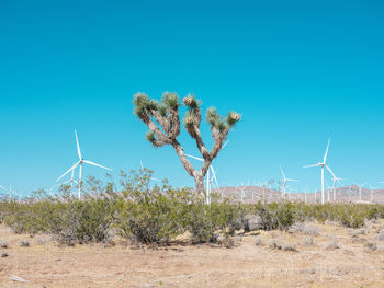 Plants growing on field against clear blue sky