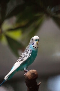 Close-up of parrot perching on branch