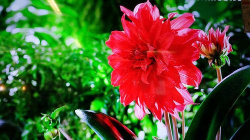 Close-up of red flower