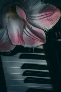 Close-up of pink flower head