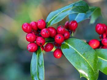 Closeup of shiny red holly berries and green leaves after a rain shower