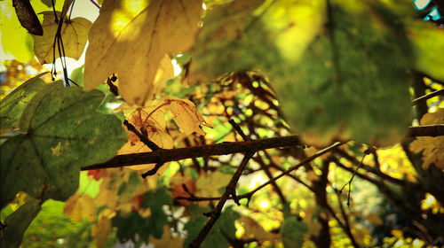 Close-up of insect perching on tree