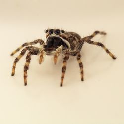 Close-up of spider