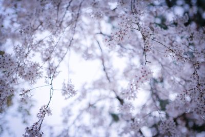 Low angle view of cherry blossom tree