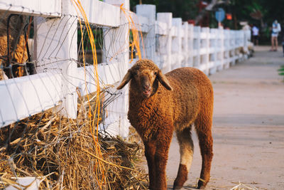 Sheep standing in a horse