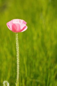 Close-up of pink flower