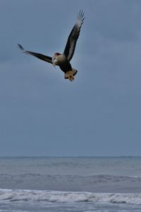 Seagulls flying over sea