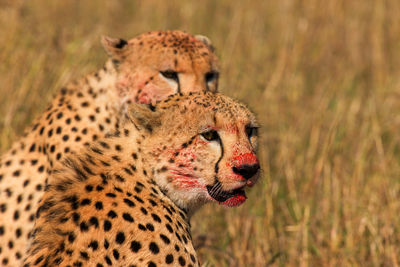 Cheetah male walking and looking for prey