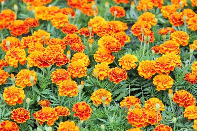 Close-up of marigold blooming outdoors