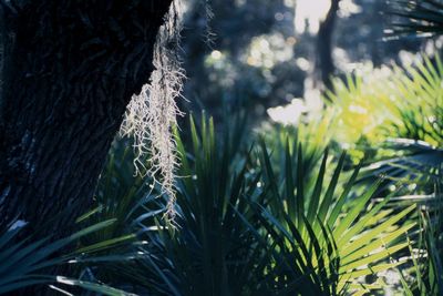 Close-up of pine tree