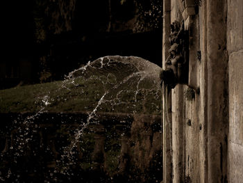 View of an animal representation