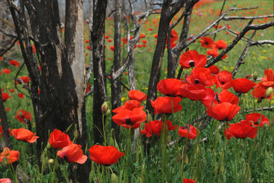 Close-up of red poppy flowers
